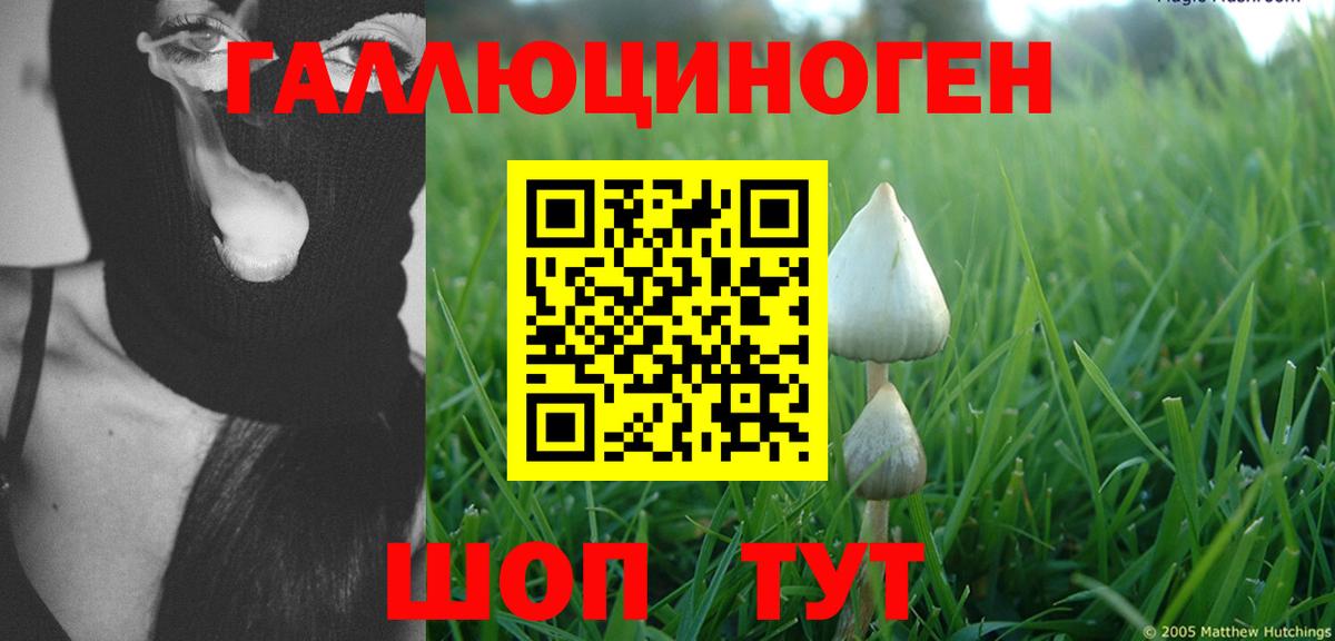 Галлюциногенные грибы Psilocybine cubensis Сертолово